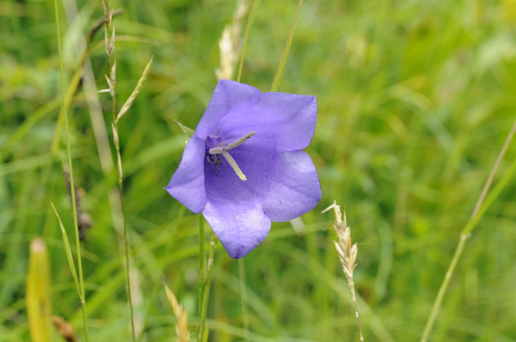 Колокольчик персиколистный (Campanula persicifolia l.)