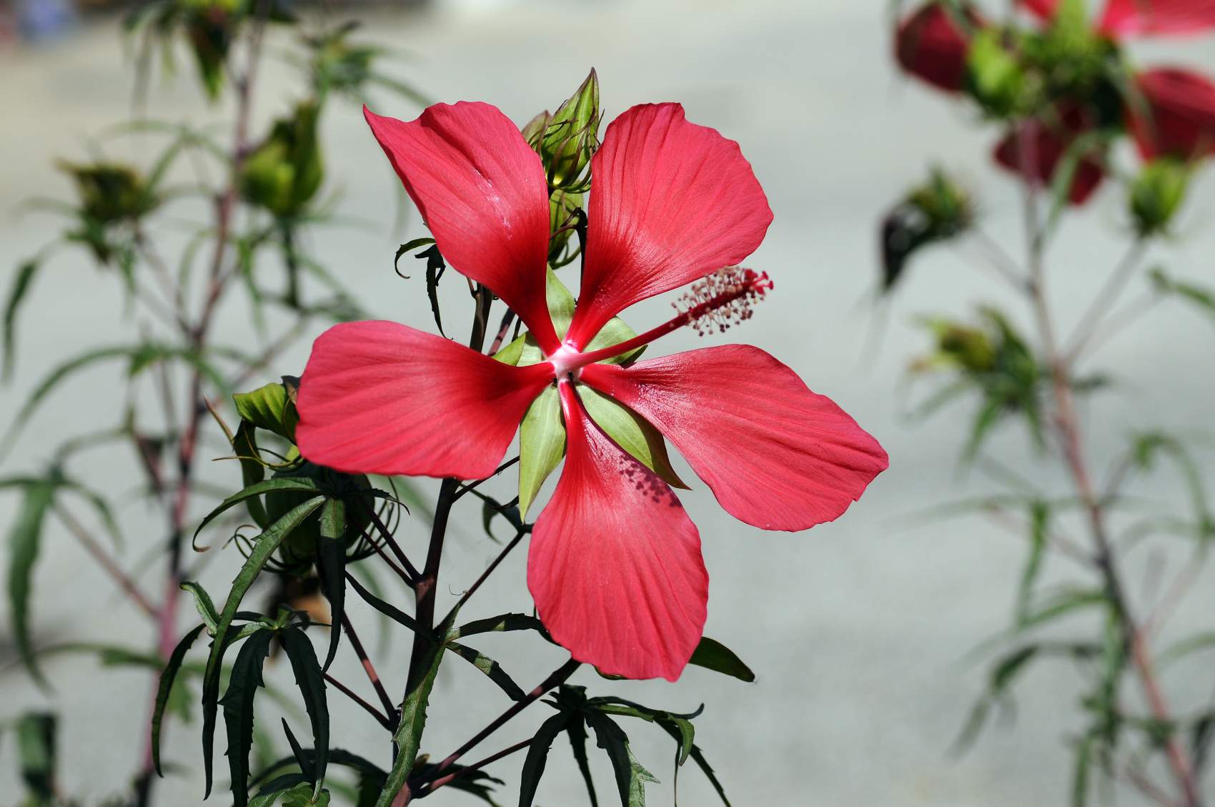 Hibiscus calyphyllus