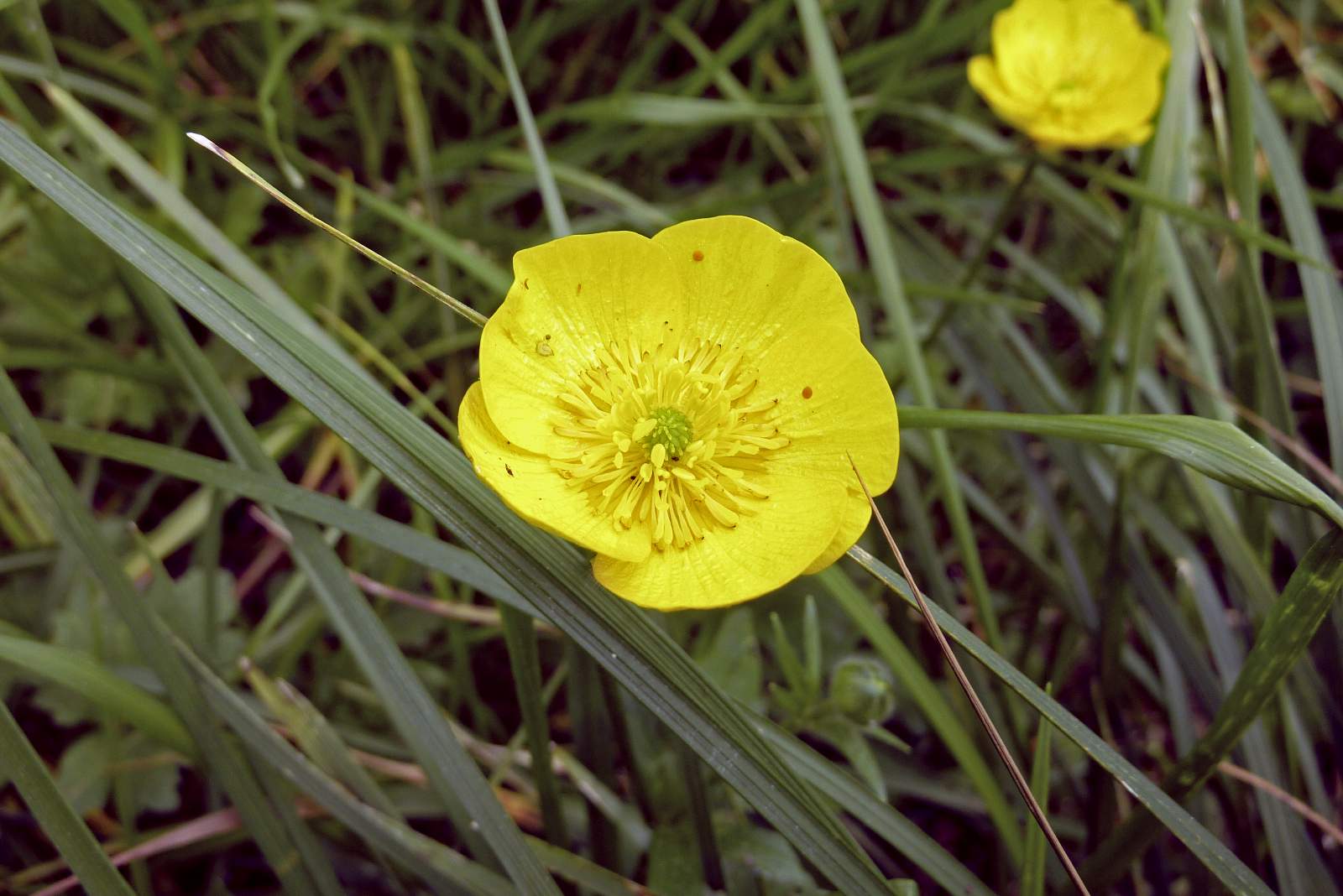 Ranunculus graminifolia