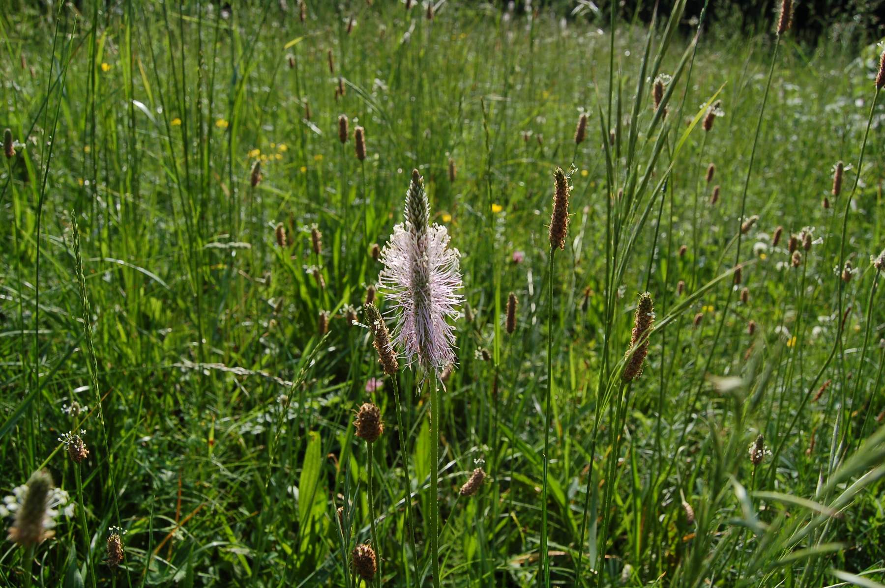 Использование в медицине Plantaginaceae